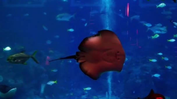 Stingrays Zijn Een Groep Van Roggen Kraakbeenvissen Gekoppeld Aan Haaien — Stockvideo