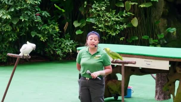 Какаду Попугай Вместе Своим Тренером Большой Территории Предназначенной Сохранения — стоковое видео