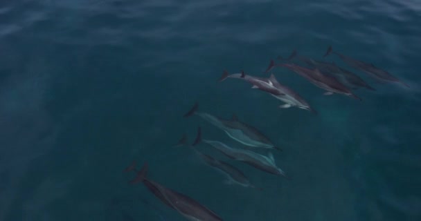 Tracking Shot Family Spinner Delfiny Pływanie Spokojnie Morzu Hawajów — Wideo stockowe