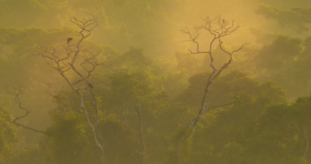 Vacker Gyllene Morgon Dra Tillbaka Sköt Över Amazonas Regnskog Med — Stockvideo