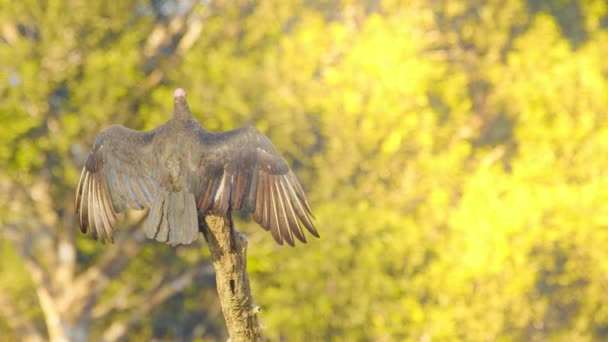 Slider Shot Basking Turkey Vulture Golden Light Morning Spread Wings — Stock Video