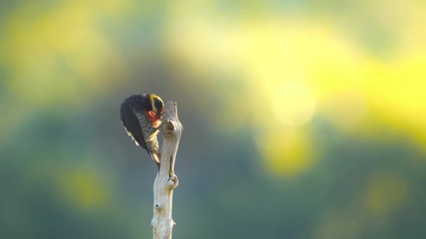 Dzięcioł Żółty Tufted Gałęzi Izolowane Preening Pławienie Się Słońcu Wcześnie — Wideo stockowe