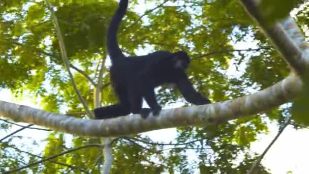 Mono Araña Moviéndose Rama Rama Bosque Lluvioso Canopy Cámara Lenta — Vídeos de Stock