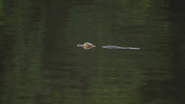 Mladý Caiman Vznáší Pak Začne Plavat Udávat Směr Ocasem — Stock video