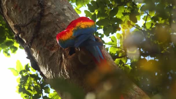 Pair Scarlet Macaws Nesting Tree Hollow Rain Forest Canopy Peru — Stock Video