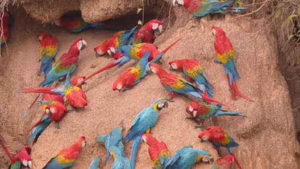 Flock Scarlett Macaws Blue Yellow Macaws Gather Chuncho Clay Lick — Stock Video