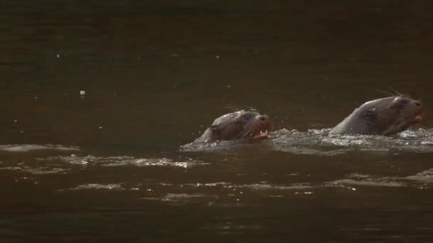 Cámara Lenta Primer Plano Nutrias Gigantes Del Río Nadando Juntas — Vídeos de Stock