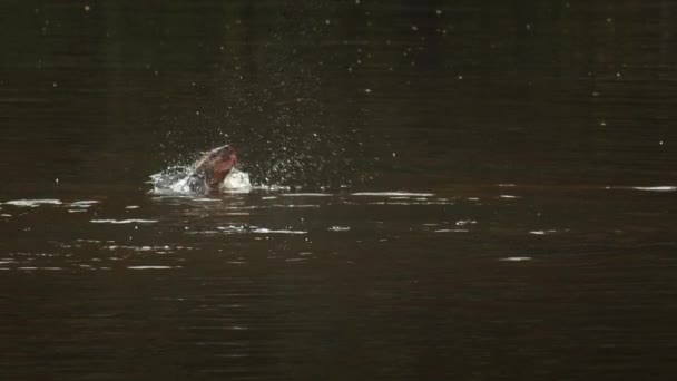 Single Giant River Otter Komt Tevoorschijn Uit Water Spettert Slow — Stockvideo