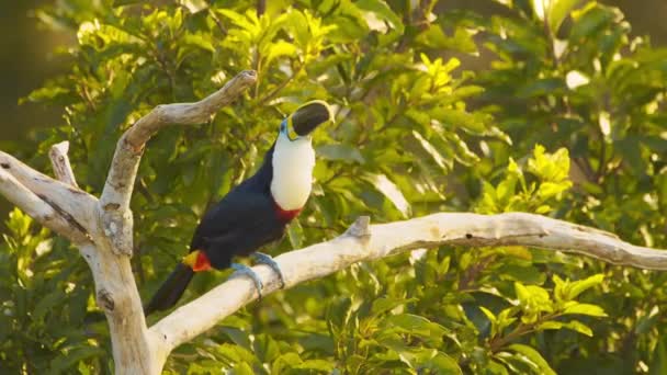 Active Channel Fakturerade Toucan Uppflugen Hög Gren Ropar Och Sedan — Stockvideo