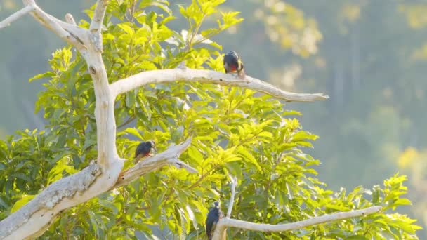 Rodzina Żółtych Dzięciołów Iglastych Paszy Wieprzowiny Amazonii Las Baldachim Pięknym — Wideo stockowe