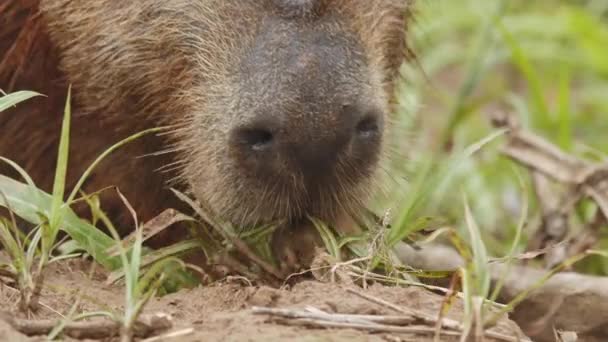 Primo Piano Estremo Viso Capybara Che Nutre Germogli Erba Rallentatore — Video Stock