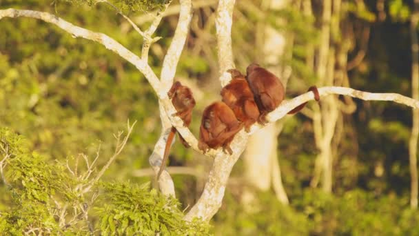 Troupe Monos Aulladores Rojos Sientan Parte Superior Del Árbol Disfrutando — Vídeos de Stock