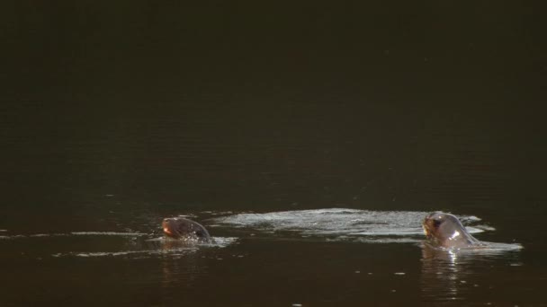 水獭夫妇在早上潜水和浮出水面时 在河水中同步游动 — 图库视频影像