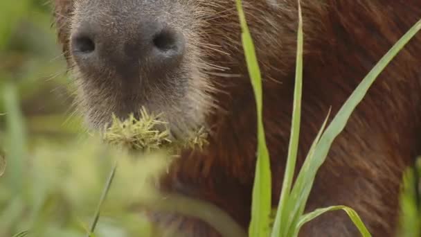 Super Cerca Una Cara Capibara Comiendo Hierba — Vídeos de Stock