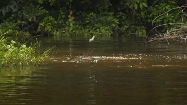 Caza Pareja Nutria Gigante Río Turbio Mientras Los Peces Saltan — Vídeos de Stock