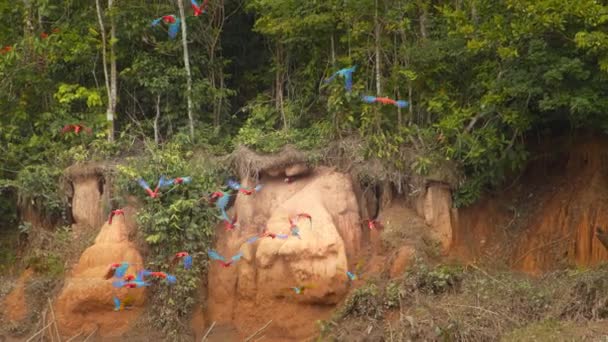 Slow Motion Flock Scarlet Blue Yellow Macaws Take Chuncho Clay — стоковое видео