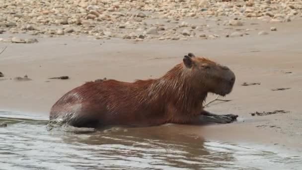Muž Capybara Odpočívající Písčitém Břehu Řeky Malými Vlnícími Vlnami — Stock video