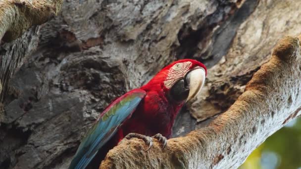 Scarlet Macaw Close Zit Boom Rond Kijken Zwaaien Zijn Hoofd — Stockvideo