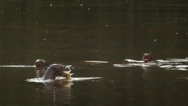 Dev Nehir Samurlarının Bevy Taze Bir Balık Avıyla Yüzeyde Belirir — Stok video