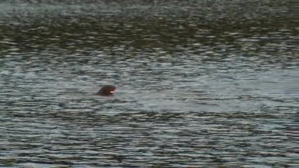 Familie Van Otters Zwemmen Samen Langs Rivier Bevy Langs Binding — Stockvideo