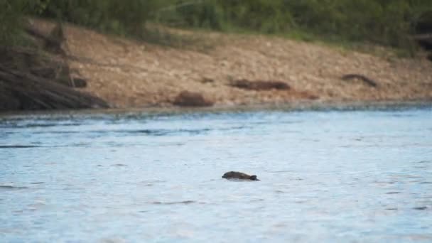 Capybara Látott Lassan Úszik Folyón Perui Amazon — Stock videók