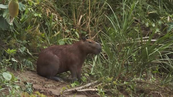Capybara Sitzt Waldrand Und Kaut Langen Grastrieben — Stockvideo