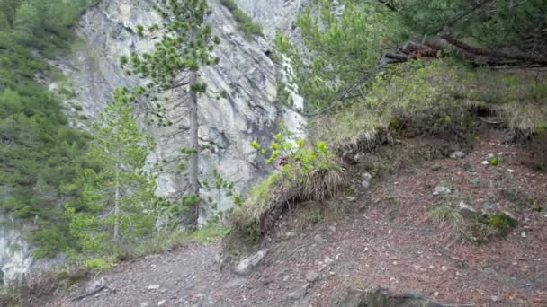 スイスの切り立った山の崖の端から松の木に囲まれた劇的な滝を明らかにするために 空中ドローンはゆっくりと左に転がりました — ストック動画