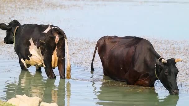 Две Коровы Пьют Воду Освежятся Озере — стоковое видео