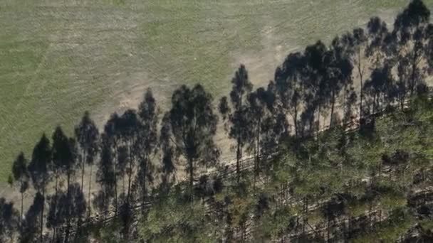 Luchtfoto Van Een Ontbossingsgebied Drone Naar Rechts Die Het Contrast — Stockvideo