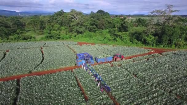 Onherkenbare Arbeiders Werken Met Transportband Trekker Plantagevelden Tijdens Ananasoogst Upala — Stockvideo