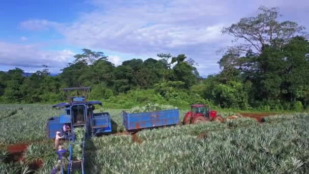 Trabalhadores Plantações Durante Colheita Abacaxi Upala Costa Rica Aeronaves Para — Vídeo de Stock