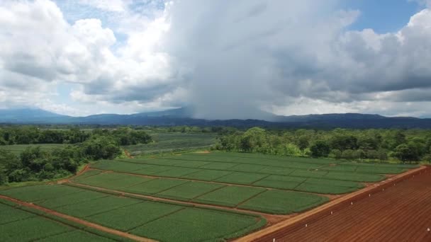 Arka Planda Bulutlu Gökyüzü Kosta Rika Upala Ananas Yeşili Tarlalar — Stok video
