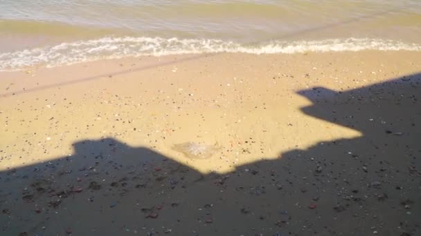 Deniz Anaları Denizanaları Medusa Evresi Nin Büyük Bir Kısmı Olan — Stok video