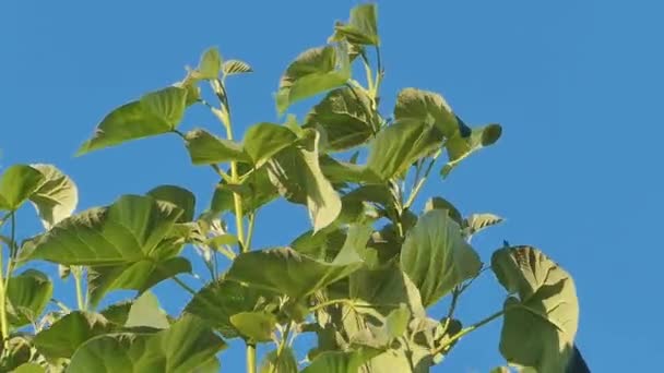 Paulownia Tomentosa Energiebaum Mit Neuen Frisch Schwankenden Blättern — Stockvideo