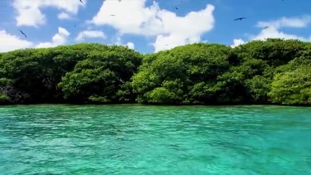 Tropical Mangrove Green Trees Birds Flying Blue Water Caribbean Sea — Stock video