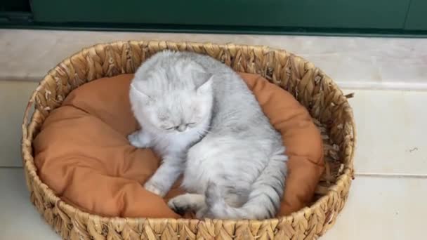 Perski Persa Kot Leżący Brązowym Łóżku Podejrzanie Senny — Wideo stockowe