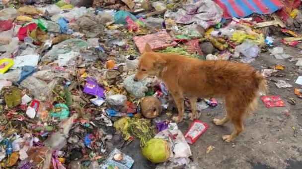 Σκύλος Τρώει Από Σκουπίδια Χωματερή Υψηλής Γωνίας Βολή — Αρχείο Βίντεο