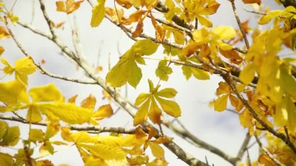 Vackra Golden Yellow Fall Bladen Vinden Med Blå Himmel Och — Stockvideo