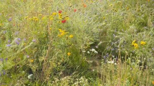 Rote Und Gelbe Wildblumen Auf Sommerwiesen Europa — Stockvideo