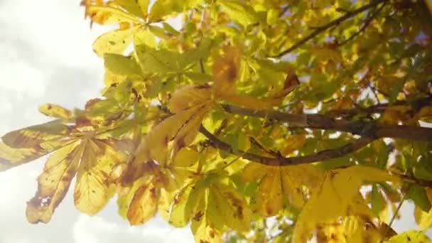 Осенний День Фоне Голубого Неба Облаков Выпадают Листья Золотисто Желтого — стоковое видео