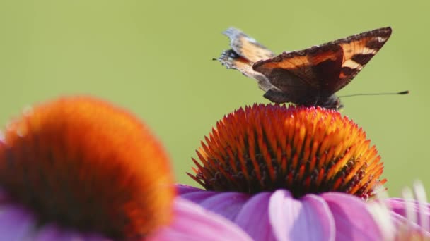 Tek Küçük Kaplumbağa Kelebeği Parlak Güneş Işığında Turuncu Koni Çiçeğiyle — Stok video