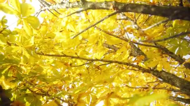 Vackra Gyllene Gula Höstlöv Med Blå Himmel Och Moln Bakgrunden — Stockvideo