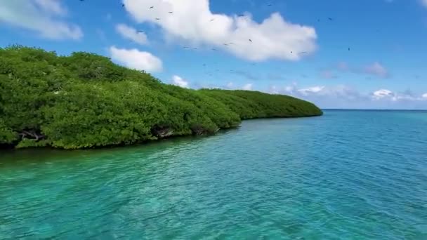 Group Bobos Sula Birds Flying Tropical Mangrove Wildlife Concept Los — Stock Video