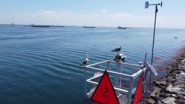Long Beach Speedboat Races Lbc Marina Catalina Island California Съёмки — стоковое видео