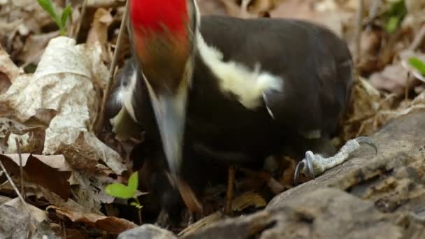Close Female Pileated Woodpecker Searches Insects Fallen Tree — Stock Video
