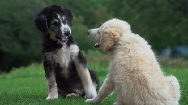 Cachorros Brincalhões Brincando Uns Com Outros Prado Verde Perto Floresta — Vídeo de Stock