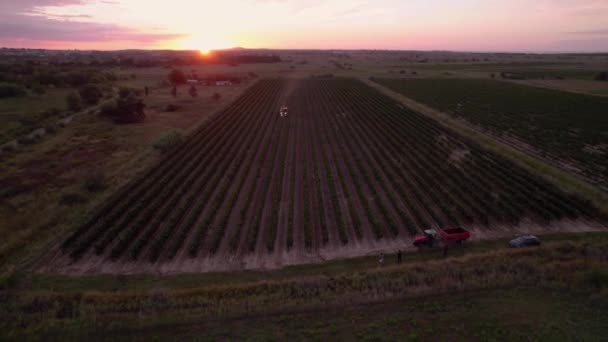 Aerial Flying Vineyard Field Farmers Harvesting Grapes — Stock Video