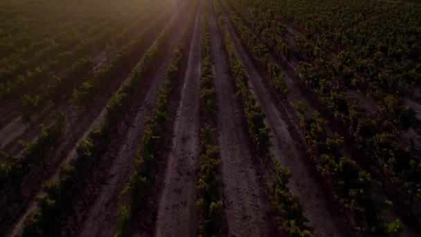 Flygfoto Stort Fält För Druvplantering Södra Frankrike — Stockvideo