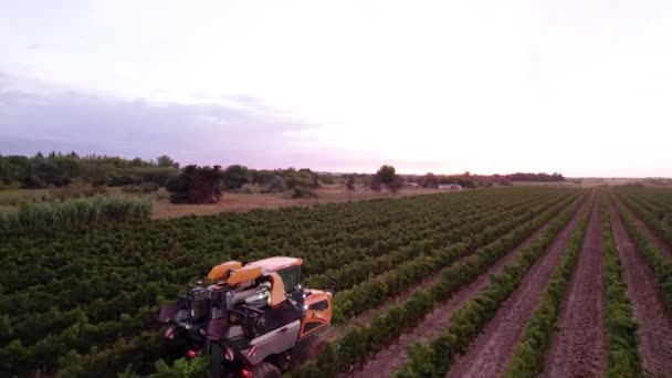 Máquina Agrícola Solía Obtener Uvas Los Campos Sur Francia — Vídeo de stock