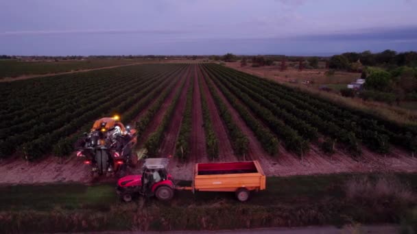 Los Agricultores Trabajan Duro Por Mañana Temprano Sur Francia Viñedo — Vídeo de stock